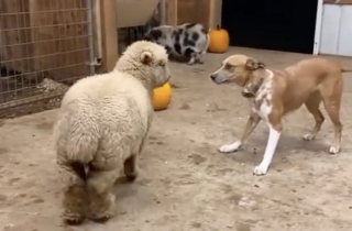 Illustration de l'article : Découvrez comment Max, une adorable chienne, a adopté un agneau rejeté par sa maman (vidéo)