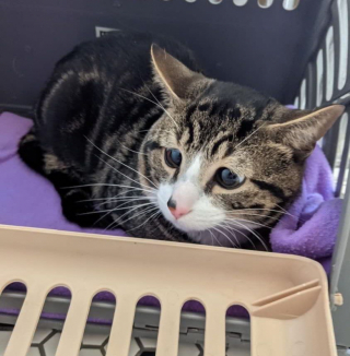 Illustration de l'article : Retrouvé enfermé dans une boîte en carton, un chat très peureux voit l’avenir lui sourire