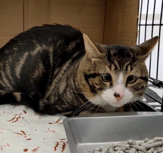 Illustration de l'article : Retrouvé enfermé dans une boîte en carton, un chat très peureux voit l’avenir lui sourire