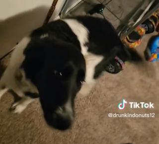 Illustration de l'article : La réaction de ce chien impatient de sortir lorsqu’il découvre qu’il pleut abondamment dehors est hilarante (vidéo)