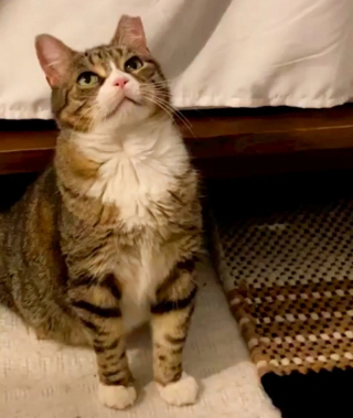 Illustration de l'article : Pensant vivre dans la rue jusqu’à la fin de ses jours, ce chat errant découvre le confort d’un foyer chaleureux (vidéo)