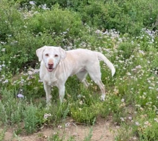 Illustration de l'article : Souhaitant garder un souvenir indélébile, une maman et ses filles rendent un hommage émouvant à leur chienne tant aimée