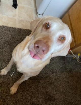 Illustration de l'article : Souhaitant garder un souvenir indélébile, une maman et ses filles rendent un hommage émouvant à leur chienne tant aimée