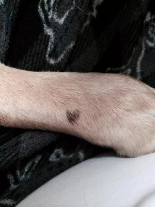 Illustration de l'article : Souhaitant garder un souvenir indélébile, une maman et ses filles rendent un hommage émouvant à leur chienne tant aimée