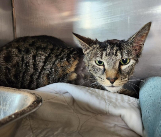 Illustration de l'article : Coinc&eacute; dans la grille d&rsquo;une plaque d&rsquo;&eacute;gout, un chat a mobilis&eacute; tout un quartier pour s&rsquo;en sortir