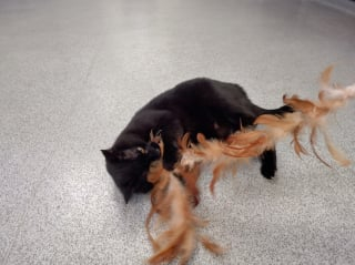 Illustration de l'article : Comme beaucoup de chats noirs, Eddie, un minou aimant et courageux, peine à trouver une famille d’adoption