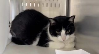 Illustration de l'article : En cours de divorce, les maîtres d’un chat décident de le déposer avec une lettre de justification devant la maison d’un inconnu (vidéo)