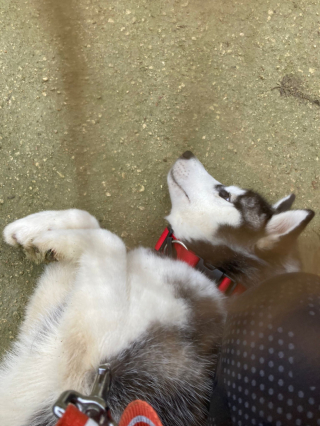 Illustration de l'article : Sans famille et sans aucune base d’éducation, ce Husky en demande de tendresse a dû faire preuve de patience avant de rencontrer son âme sœur (vidéo)