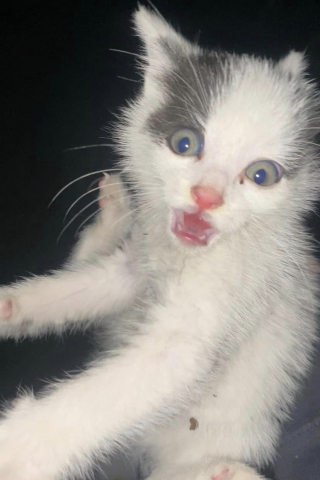 Illustration de l'article : Le sauvetage nocturne de ces chatons r&eacute;fugi&eacute;s dans maison abandonn&eacute;e glace le sang des b&eacute;n&eacute;voles