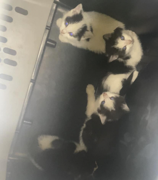 Illustration de l'article : Le sauvetage nocturne de ces chatons r&eacute;fugi&eacute;s dans maison abandonn&eacute;e glace le sang des b&eacute;n&eacute;voles