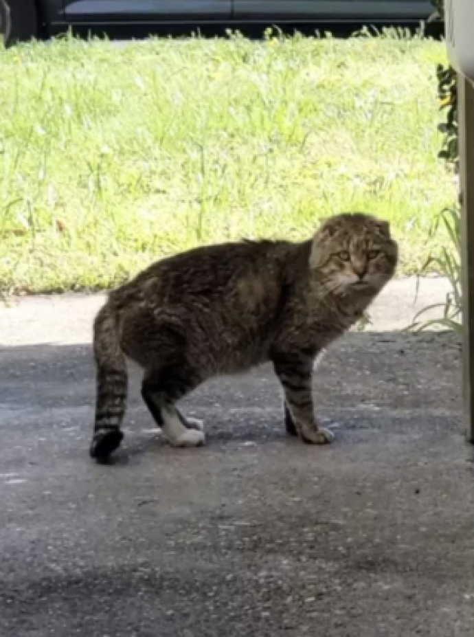 Grâce à la ténacité d’une femme au grand cœur, TomTom le chat errant profite désormais d’une