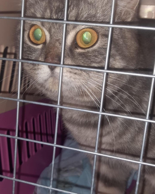 Illustration de l'article : Couché sur un banc en espérant attirer l’attention des passants, ce chat errant amical cherche le foyer dont il a toujours rêvé