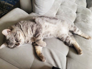 Illustration de l'article : Couché sur un banc en espérant attirer l’attention des passants, ce chat errant amical cherche le foyer dont il a toujours rêvé