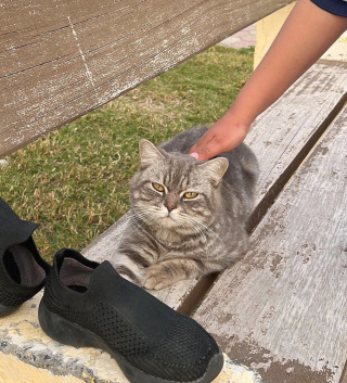 Illustration de l'article : Couché sur un banc en espérant attirer l’attention des passants, ce chat errant amical cherche le foyer dont il a toujours rêvé