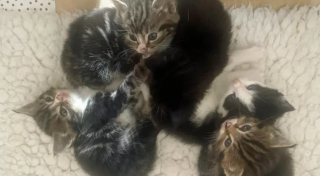 Illustration de l'article : Les miaulements incessants d&rsquo;une chatte conduisent un sauveteur dans un grenier o&ugrave; une surprise l&rsquo;attendait