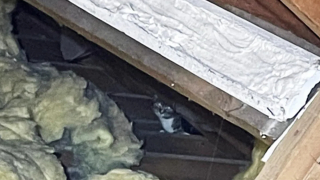 Illustration de l'article : Les miaulements incessants d&rsquo;une chatte conduisent un sauveteur dans un grenier o&ugrave; une surprise l&rsquo;attendait