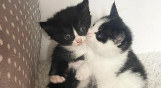 Illustration de l'article : Les miaulements incessants d&rsquo;une chatte conduisent un sauveteur dans un grenier o&ugrave; une surprise l&rsquo;attendait