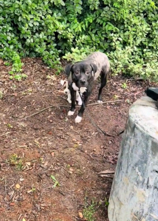 Illustration de l'article : Le bonheur de 2 chiens adopt&eacute;s ensemble met du baume au c&oelig;ur apr&egrave;s leur abandon honteux