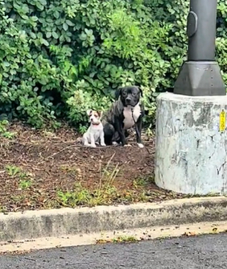 Illustration de l'article : Le bonheur de 2 chiens adopt&eacute;s ensemble met du baume au c&oelig;ur apr&egrave;s leur abandon honteux