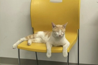 Illustration de l'article : Victime de sa curiosité, ce chat clandestin s’offre un long périple en camion