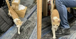 Illustration de l'article : Victime de sa curiosité, ce chat clandestin s’offre un long périple en camion