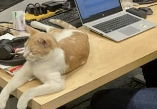 Illustration de l'article : Victime de sa curiosité, ce chat clandestin s’offre un long périple en camion