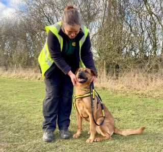 Illustration de l'article : Quelques jours après son adoption, cette chienne héroïque sauve la vie de son maître