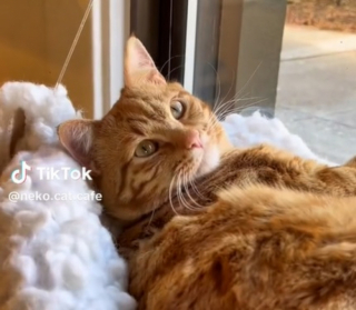 Illustration de l'article : Barbie, l'élégante chatte tigrée qui a conquis le cœur des internautes