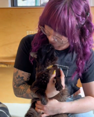 Illustration de l'article : Barbie, l'élégante chatte tigrée qui a conquis le cœur des internautes