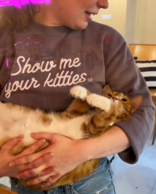 Illustration de l'article : Barbie, l'élégante chatte tigrée qui a conquis le cœur des internautes