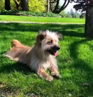 Illustration de l'article : Assimilée à une hyène et abandonnée, cette chienne a changé d’apparence en rencontrant ses sauveurs (vidéo)