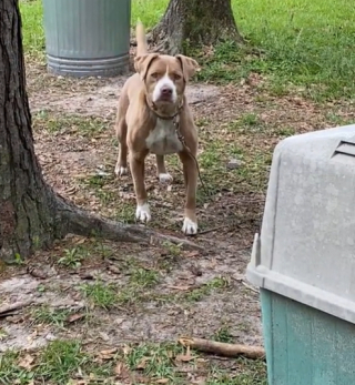 Illustration de l'article : En emménageant dans sa nouvelle maison, elle découvre que les anciens propriétaires ont laissé leur chien de 10 ans