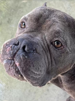 Illustration de l'article : Reconnaissant d’avoir été secouru après son abandon, ce chien affectueux partage un émouvant câlin avec l’une de ses bienfaitrices