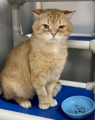 Illustration de l'article : Après des années à errer dans la rue, Sandman, un chat affectueux et sociable, est prêt à changer de vie