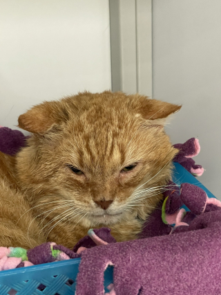 Illustration de l'article : Après des années à errer dans la rue, Sandman, un chat affectueux et sociable, est prêt à changer de vie