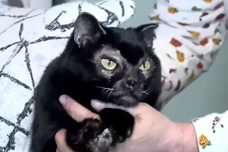 Illustration de l'article : Après s’être cachée dans un fauteuil, cette chatte disparaît pendant 3 semaines au plus grand désespoir de sa maîtresse