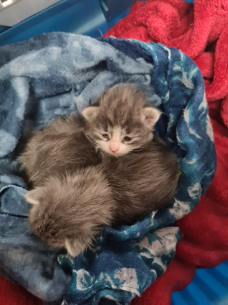 Illustration de l'article : Alertée par un passant attentif, une association fait la découverte accablante de 2 chatons en détresse