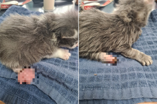 Illustration de l'article : Alertée par un passant attentif, une association fait la découverte accablante de 2 chatons en détresse