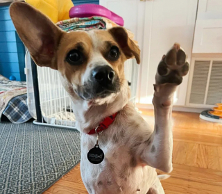 Illustration de l'article : Après un abandon, 2 chatons reçoivent l’amour qui leur manquait grâce à une chienne dévouée