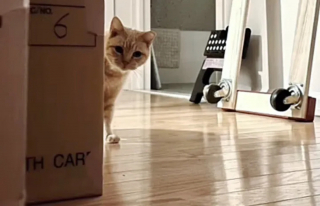 Illustration de l'article : De chat errant craintif à chat domestique câlin : l’émouvante histoire de Davita, un chat roux qui ne demandait qu’à être aimé