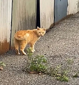 Illustration de l'article : De chat errant craintif à chat domestique câlin : l’émouvante histoire de Davita, un chat roux qui ne demandait qu’à être aimé