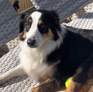 Illustration de l'article : Ce Berger Australien sans gêne s’offre du bon temps dans la piscine de ses voisins (vidéo)