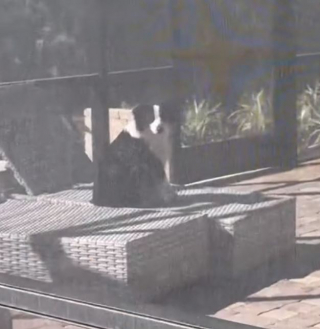 Illustration de l'article : Ce Berger Australien sans gêne s’offre du bon temps dans la piscine de ses voisins (vidéo)