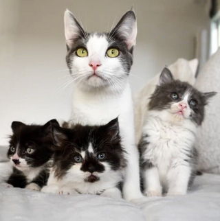 Illustration de l'article : Une chatte craintive, mais pleine de r&eacute;silience, laisse d'adorables chiens s&rsquo;approcher de ses chatons