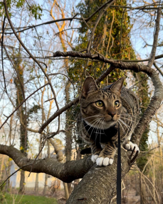 Illustration de l'article : Afin de passer une soir&eacute;e cin&eacute;ma confortable, ce chat imite ses ma&icirc;tres avec un rituel trop mignon (vid&eacute;o)