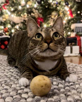 Illustration de l'article : Afin de passer une soir&eacute;e cin&eacute;ma confortable, ce chat imite ses ma&icirc;tres avec un rituel trop mignon (vid&eacute;o)