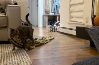 Illustration de l'article : Afin de passer une soir&eacute;e cin&eacute;ma confortable, ce chat imite ses ma&icirc;tres avec un rituel trop mignon (vid&eacute;o)