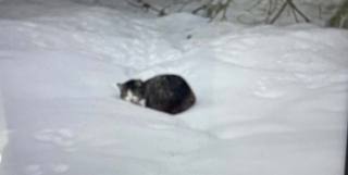 Illustration de l'article : Retrouvé avec des blessures sur plusieurs zones du corps, un chat fait preuve d’une combativité hors normes pour s’en sortir