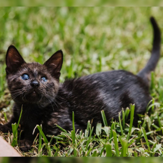 Illustration de l'article : Dans son parcours sem&eacute; d&rsquo;emb&ucirc;ches, un chat aveugle a pu compter sur le soutien incommensurable de sa m&egrave;re d&rsquo;accueil (vid&eacute;o)