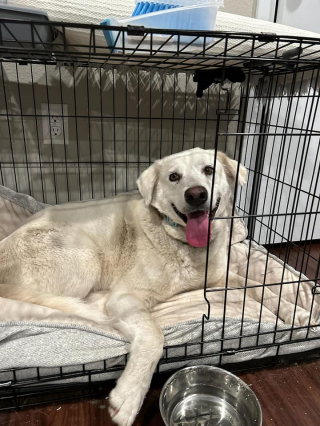 Illustration de l'article : La traque effr&eacute;n&eacute;e d&rsquo;un ancien chien de combat terroris&eacute; par les humains et ses cong&eacute;n&egrave;res